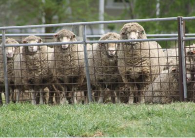 Managing Your Ewes Nutrition | Cummins | 5 April 2022